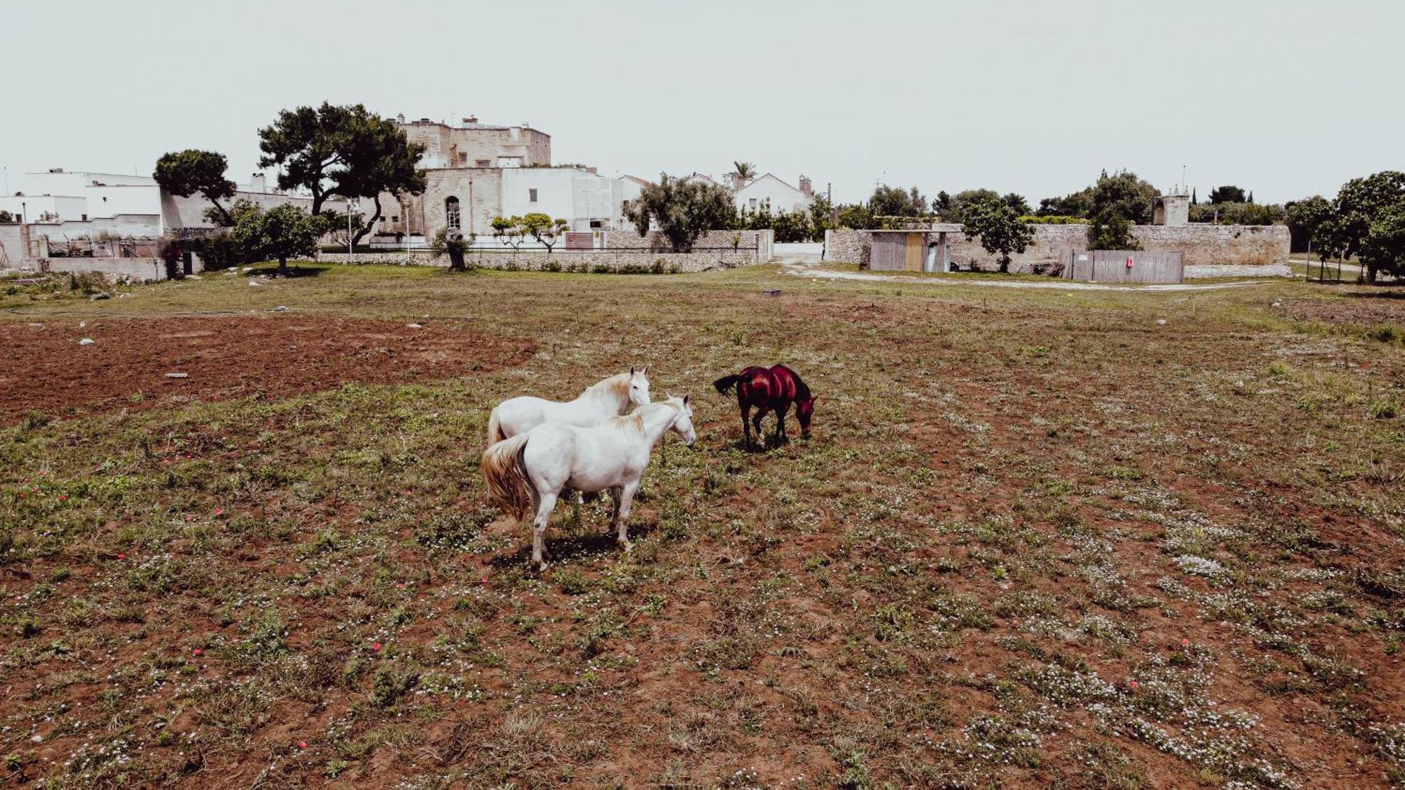 Masseria Francescani Torre Chianca Eksteriør billede